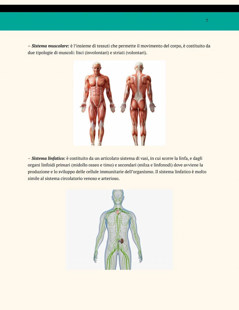 L'ORGANIZZAZIONE DEL
CORPO UMANO
ANATOMIA E FISIOLOGIA
Cosa studia l'anatomia?
L'anatomia è una branca della biologia che studia la struttur