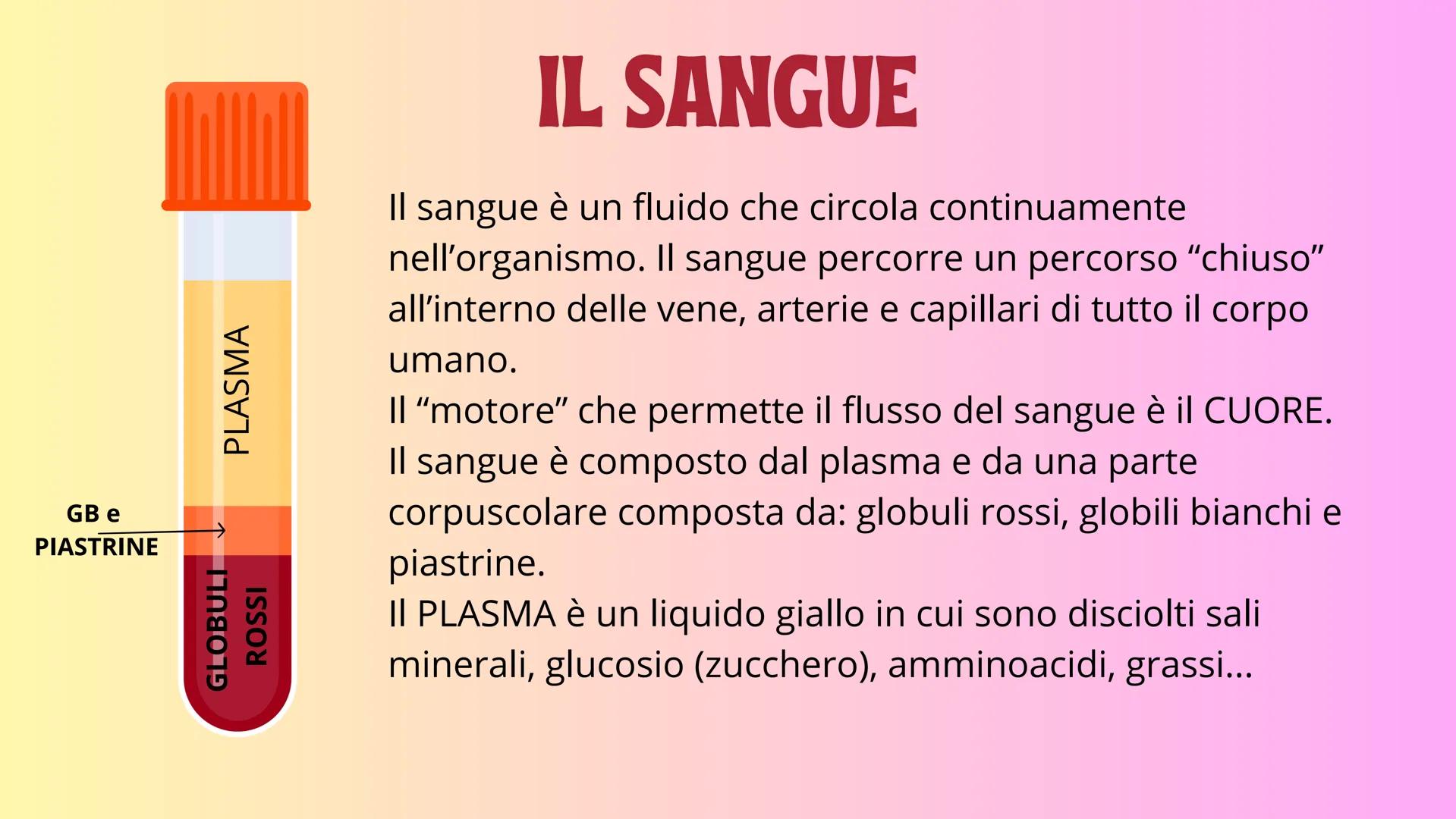 IL SANGUE GB e
PIASTRINE
GLOBULI
ROSSI
PLASMA
# IL SANGUE

Il sangue è un fluido che circola continuamente
nell'organismo. Il sangue percorr