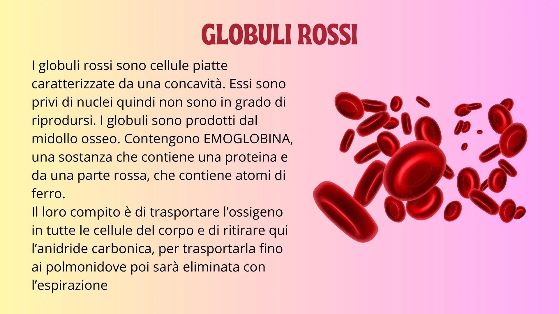 IL SANGUE GB e
PIASTRINE
GLOBULI
ROSSI
PLASMA
# IL SANGUE

Il sangue è un fluido che circola continuamente
nell'organismo. Il sangue percorr