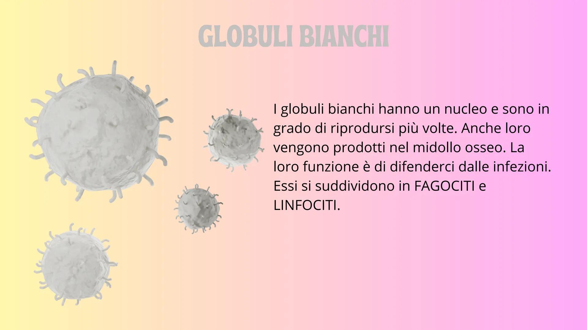 IL SANGUE GB e
PIASTRINE
GLOBULI
ROSSI
PLASMA
# IL SANGUE

Il sangue è un fluido che circola continuamente
nell'organismo. Il sangue percorr