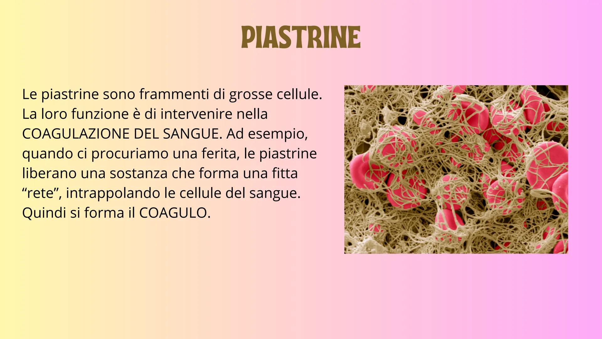 IL SANGUE GB e
PIASTRINE
GLOBULI
ROSSI
PLASMA
# IL SANGUE

Il sangue è un fluido che circola continuamente
nell'organismo. Il sangue percorr