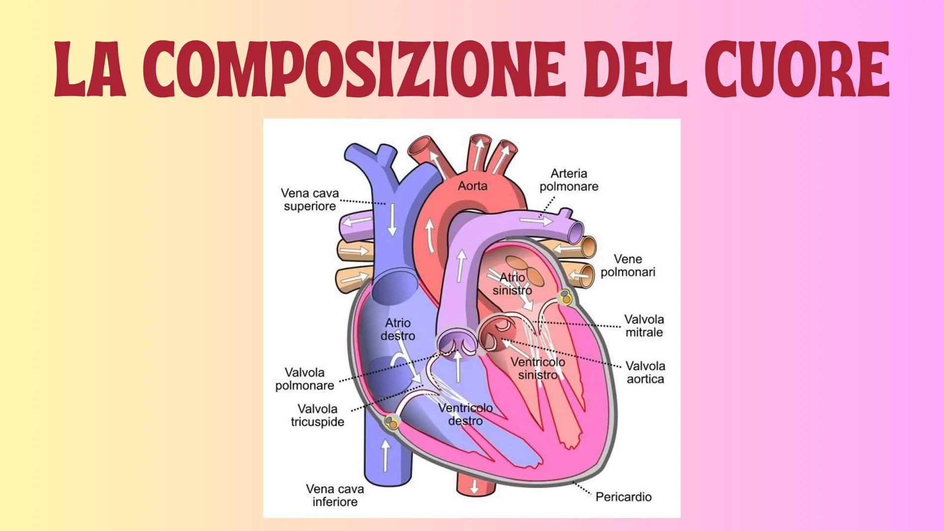 IL SANGUE GB e
PIASTRINE
GLOBULI
ROSSI
PLASMA
# IL SANGUE

Il sangue è un fluido che circola continuamente
nell'organismo. Il sangue percorr