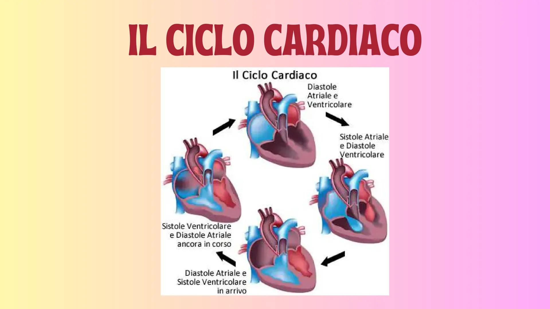 IL SANGUE GB e
PIASTRINE
GLOBULI
ROSSI
PLASMA
# IL SANGUE

Il sangue è un fluido che circola continuamente
nell'organismo. Il sangue percorr