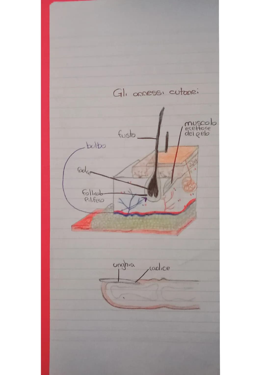 Gli anessi cutanei