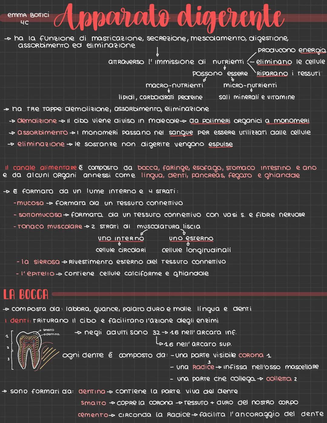 # EMMA BOTICI

# Apparato digerente
4C

→ ha la funzione di masticazione, secrezione, mescolamento, digestione,
assorbimento ed eliminazione