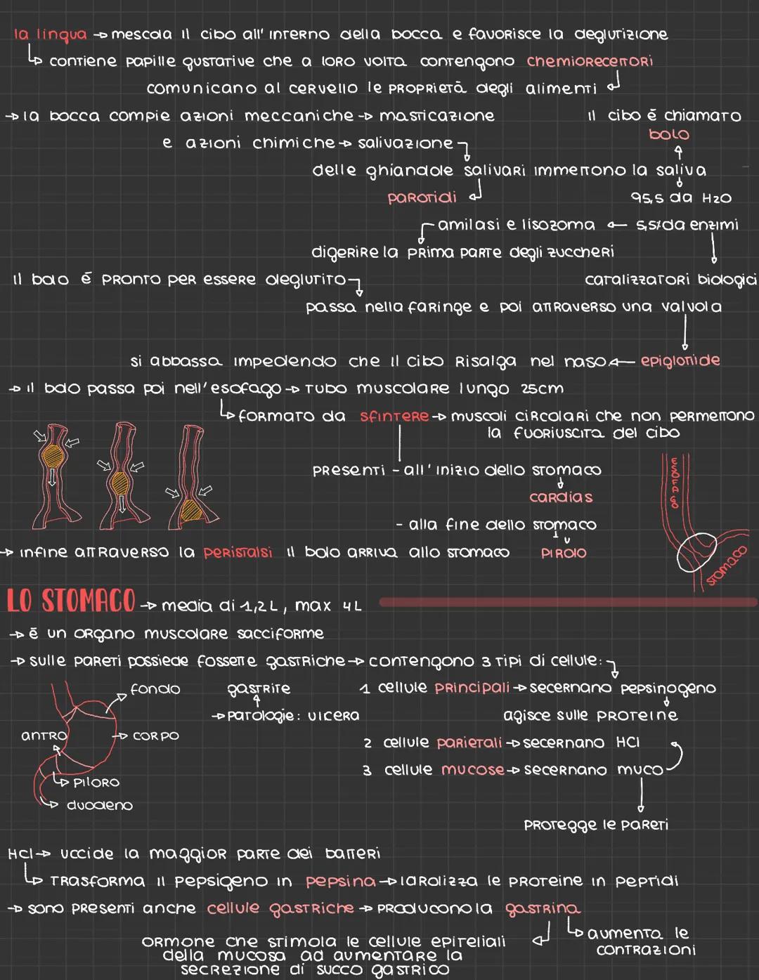 # EMMA BOTICI

# Apparato digerente
4C

→ ha la funzione di masticazione, secrezione, mescolamento, digestione,
assorbimento ed eliminazione
