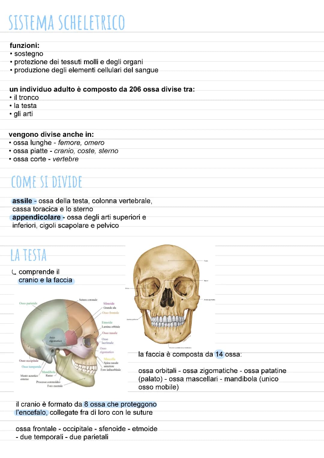 Apparato locomotore 