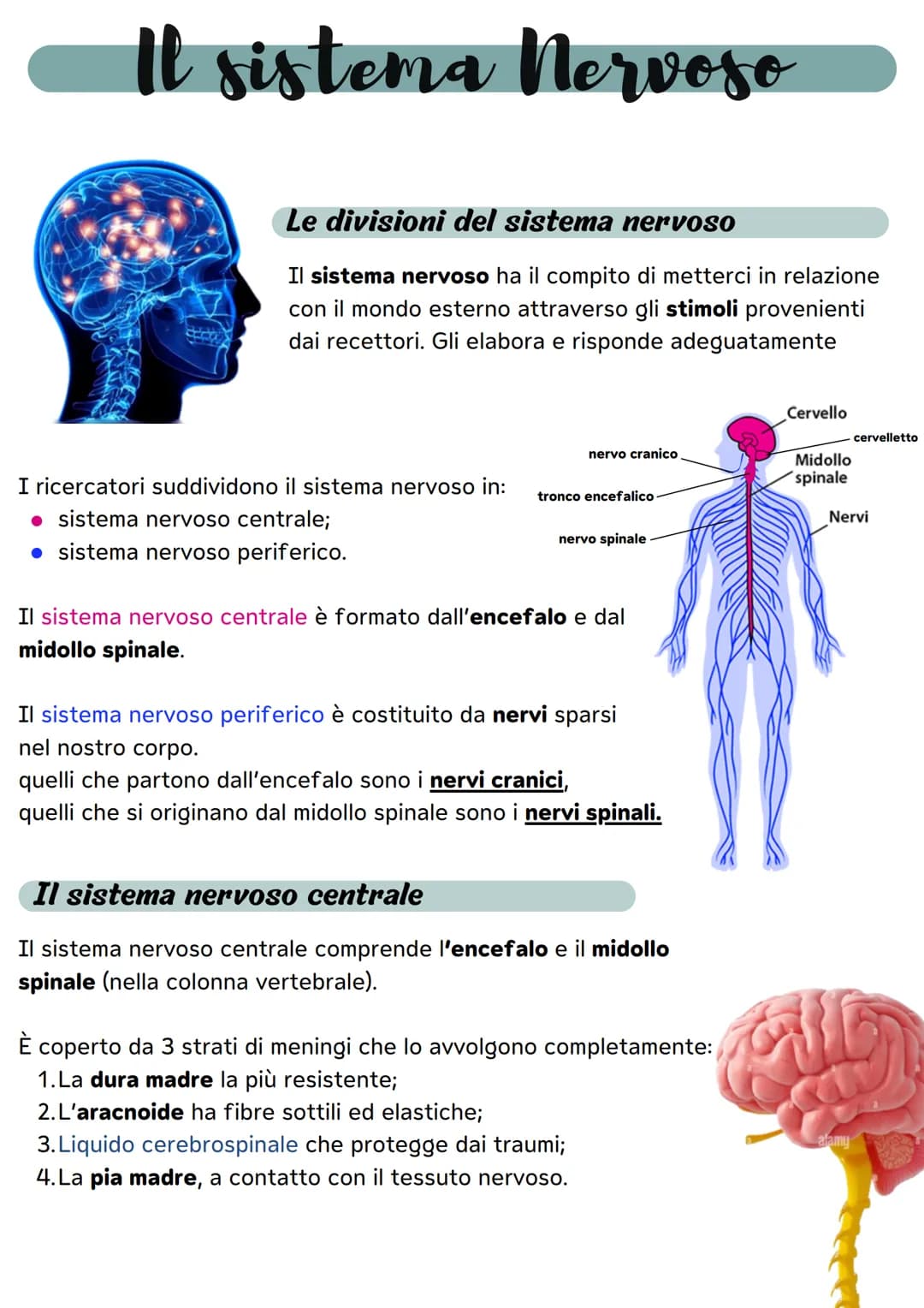 Il sistema nervoso
Le divisioni del sistema nervoso
Il sistema nervoso ha il compito di metterci in relazione
con il mondo esterno attravers