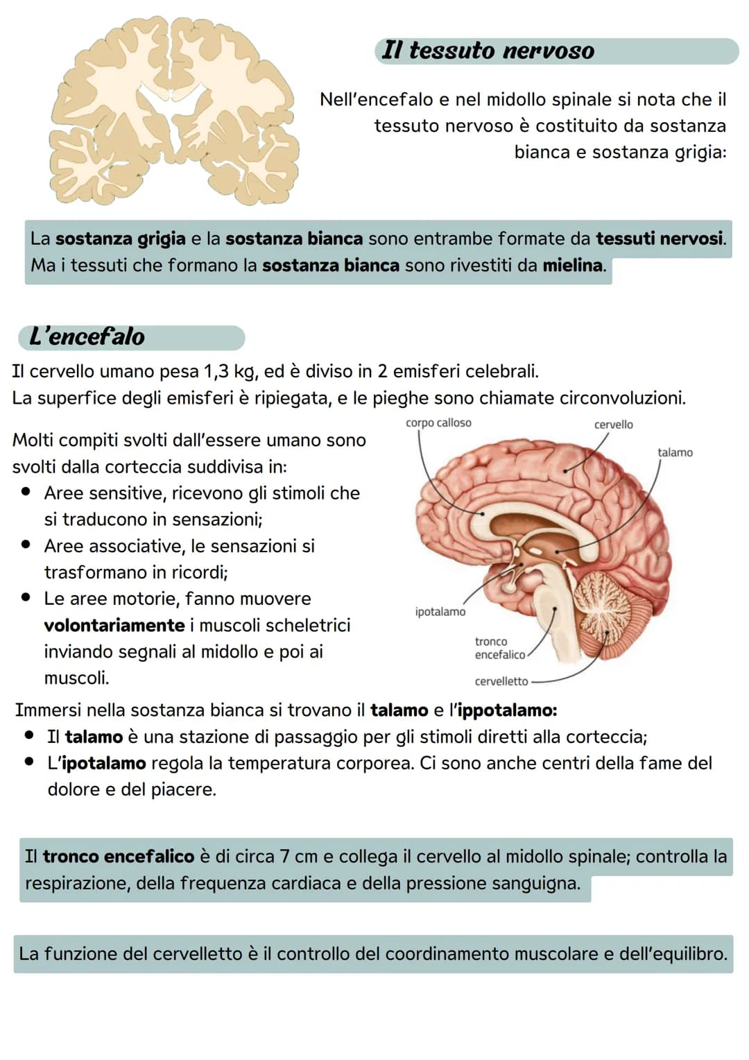 Il sistema nervoso
Le divisioni del sistema nervoso
Il sistema nervoso ha il compito di metterci in relazione
con il mondo esterno attravers