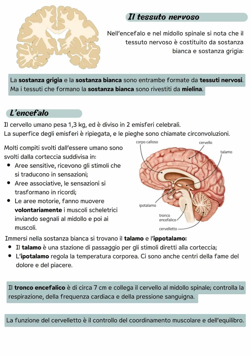 Il sistema nervoso
Le divisioni del sistema nervoso
Il sistema nervoso ha il compito di metterci in relazione
con il mondo esterno attravers