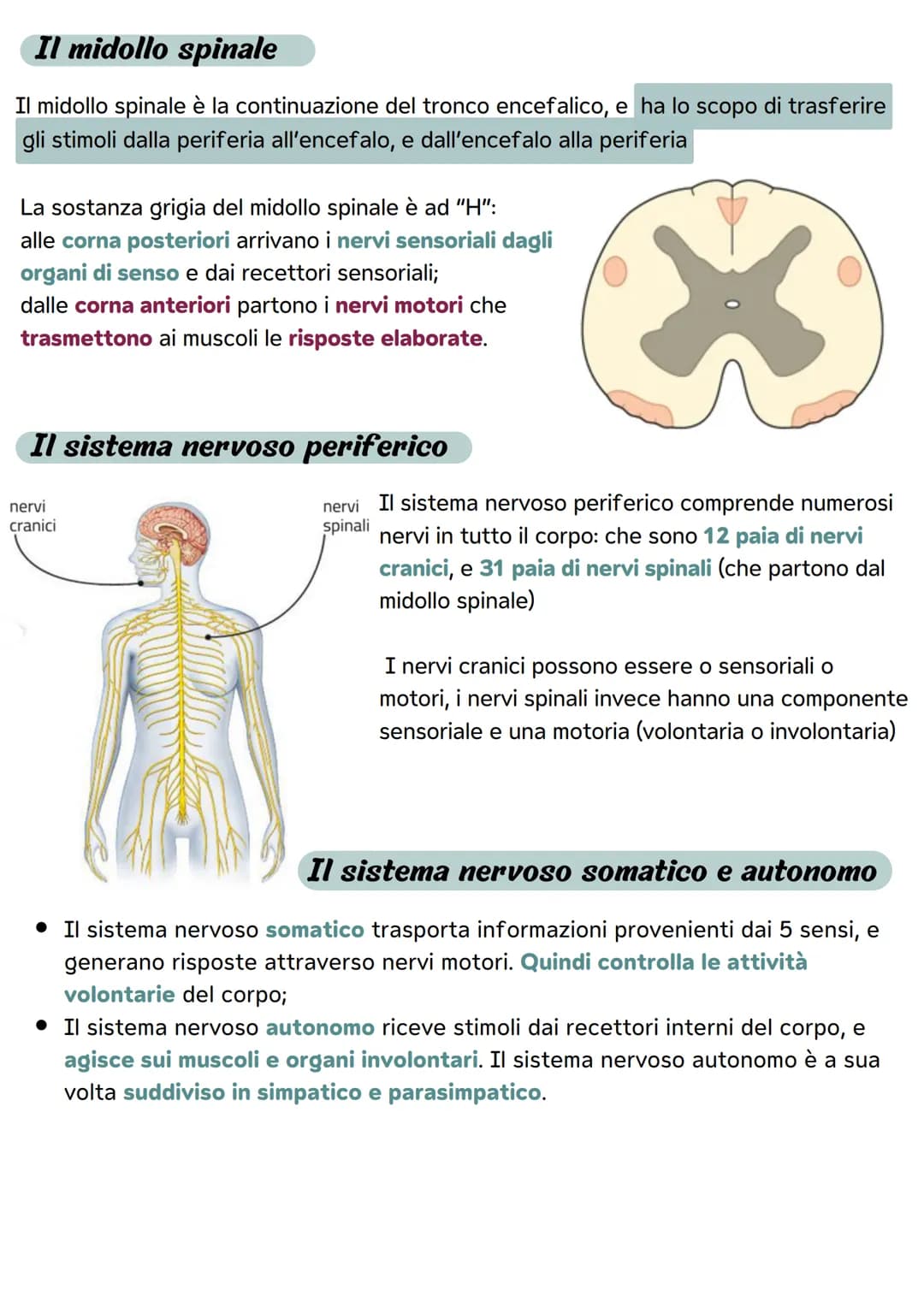 Il sistema nervoso
Le divisioni del sistema nervoso
Il sistema nervoso ha il compito di metterci in relazione
con il mondo esterno attravers