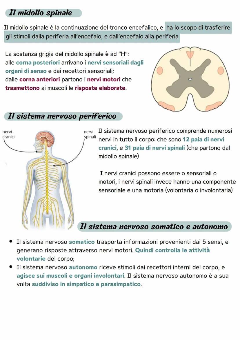 Il sistema nervoso
Le divisioni del sistema nervoso
Il sistema nervoso ha il compito di metterci in relazione
con il mondo esterno attravers