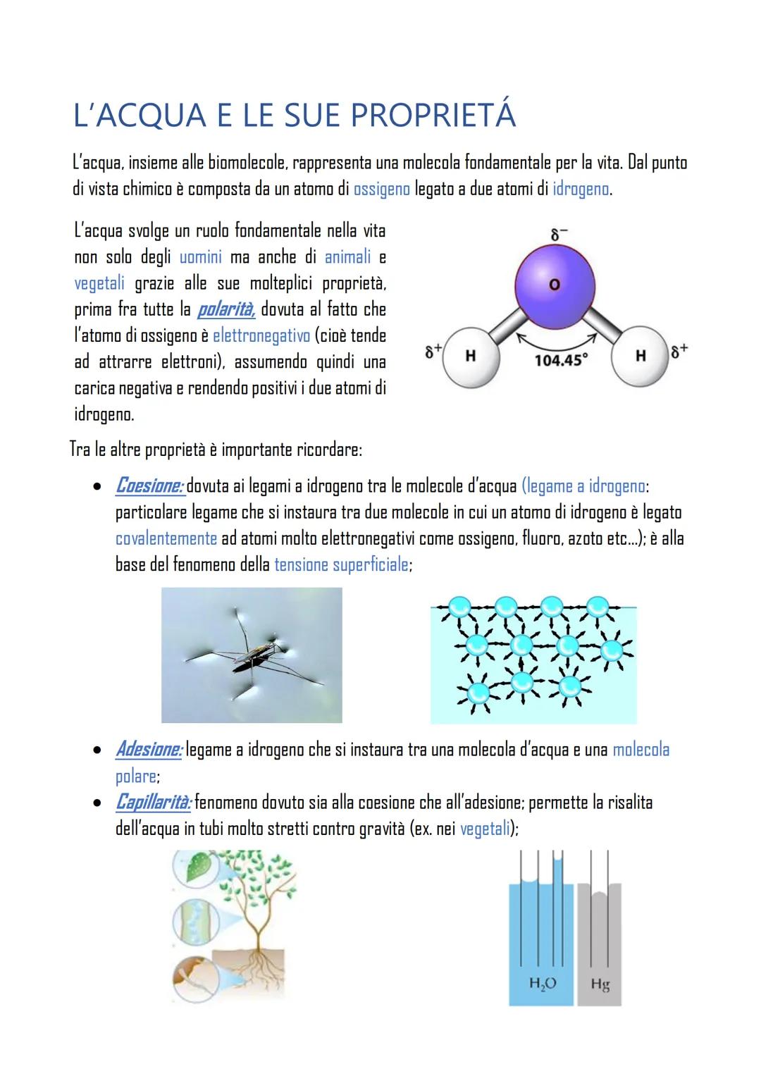 L'ACQUA E LE SUE PROPRIETÁ
L'acqua, insieme alle biomolecole, rappresenta una molecola fondamentale per la vita. Dal punto
di vista chimico 