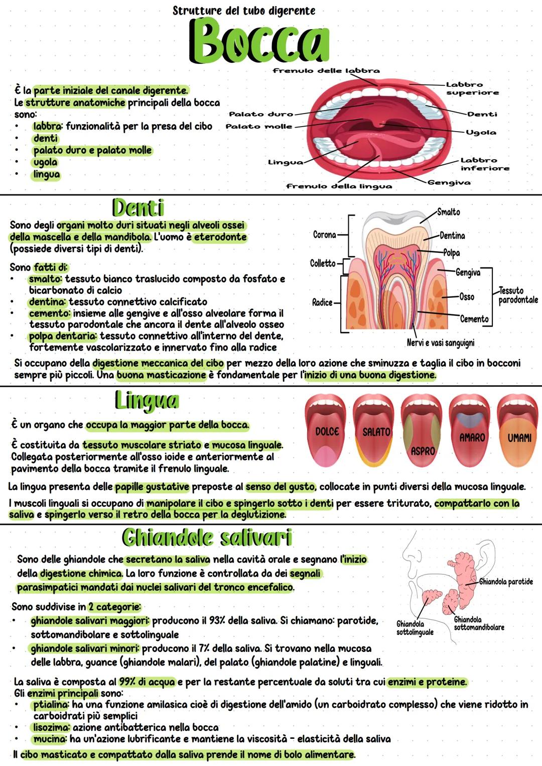 Apparato digerente
Il processo digestivo è necessario per la scomposizione
delle macromolecole dei principi nutritivi in molecole
più piccol