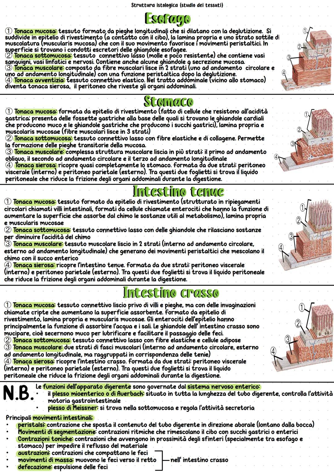 Apparato digerente
Il processo digestivo è necessario per la scomposizione
delle macromolecole dei principi nutritivi in molecole
più piccol