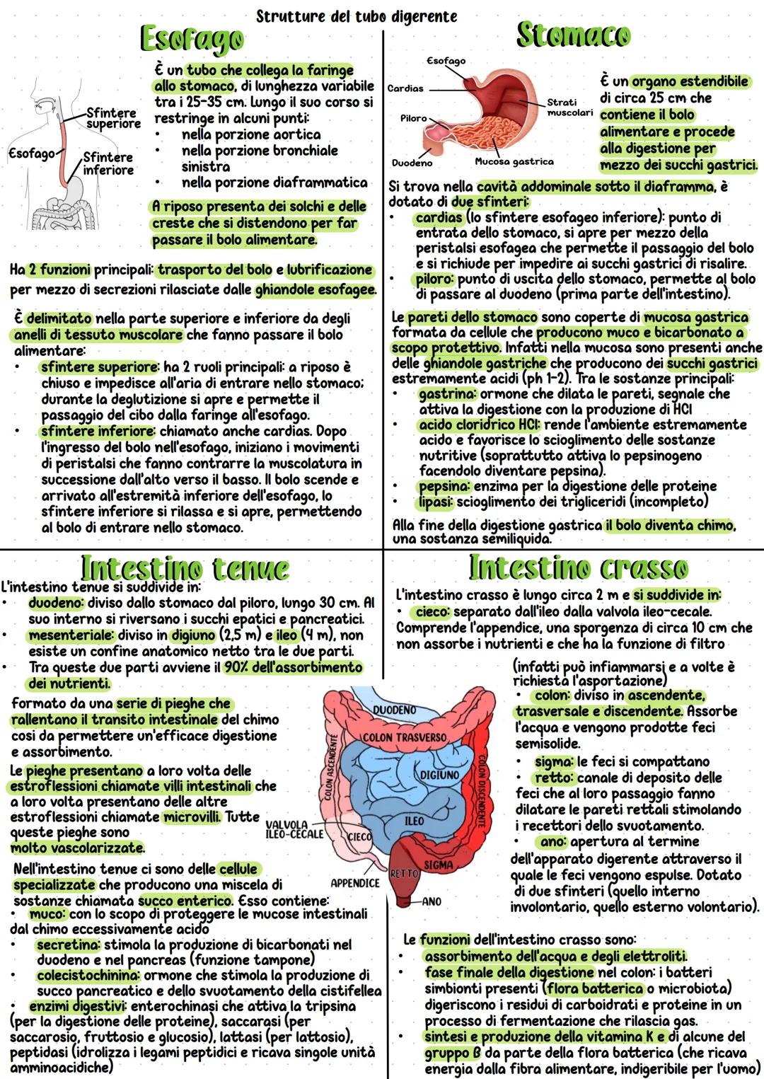 Apparato digerente
Il processo digestivo è necessario per la scomposizione
delle macromolecole dei principi nutritivi in molecole
più piccol