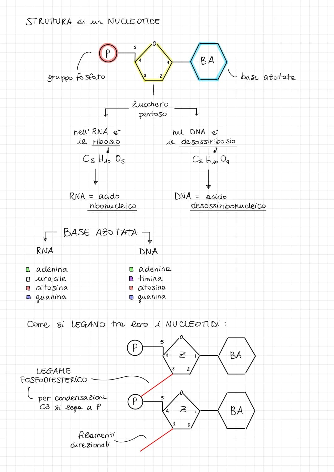 Acidi Nucleici: Struttura e Funzione di DNA e RNA Spiegazione Semplice