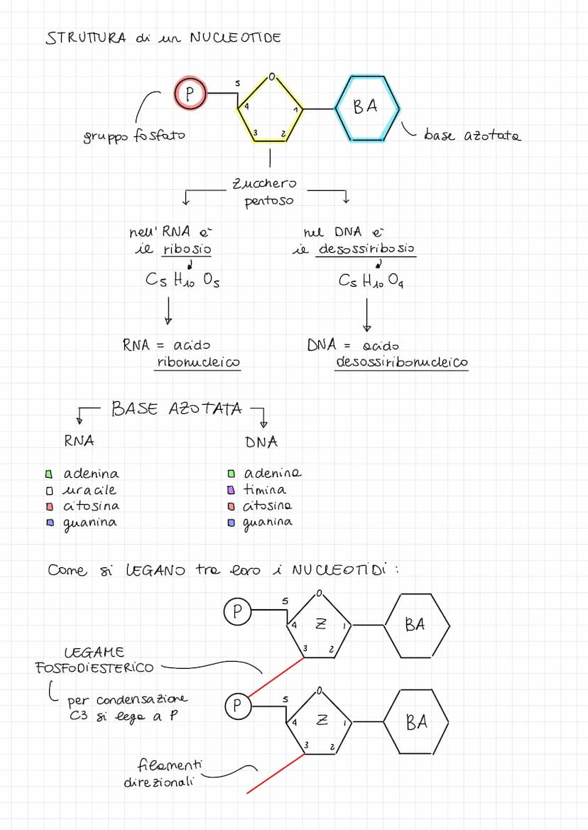 4
ACIDI NUCLEIC
DNA
-0-
Gli acidi nucleici sono dei PoliMERI
FUNZIONI:
DNA
RNA
RNA
(
formati da
P (fos foro)
N (azoto)
H
elementi PONCH
⇓
el