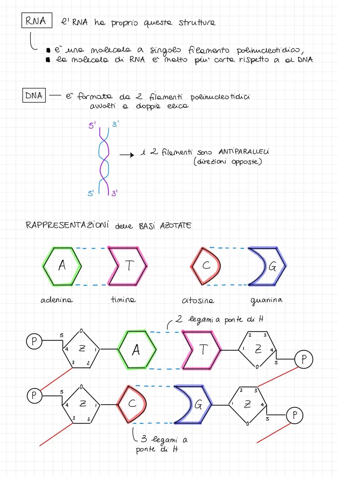 Acidi Nucleici: Struttura e Funzione di DNA e RNA Spiegazione Semplice