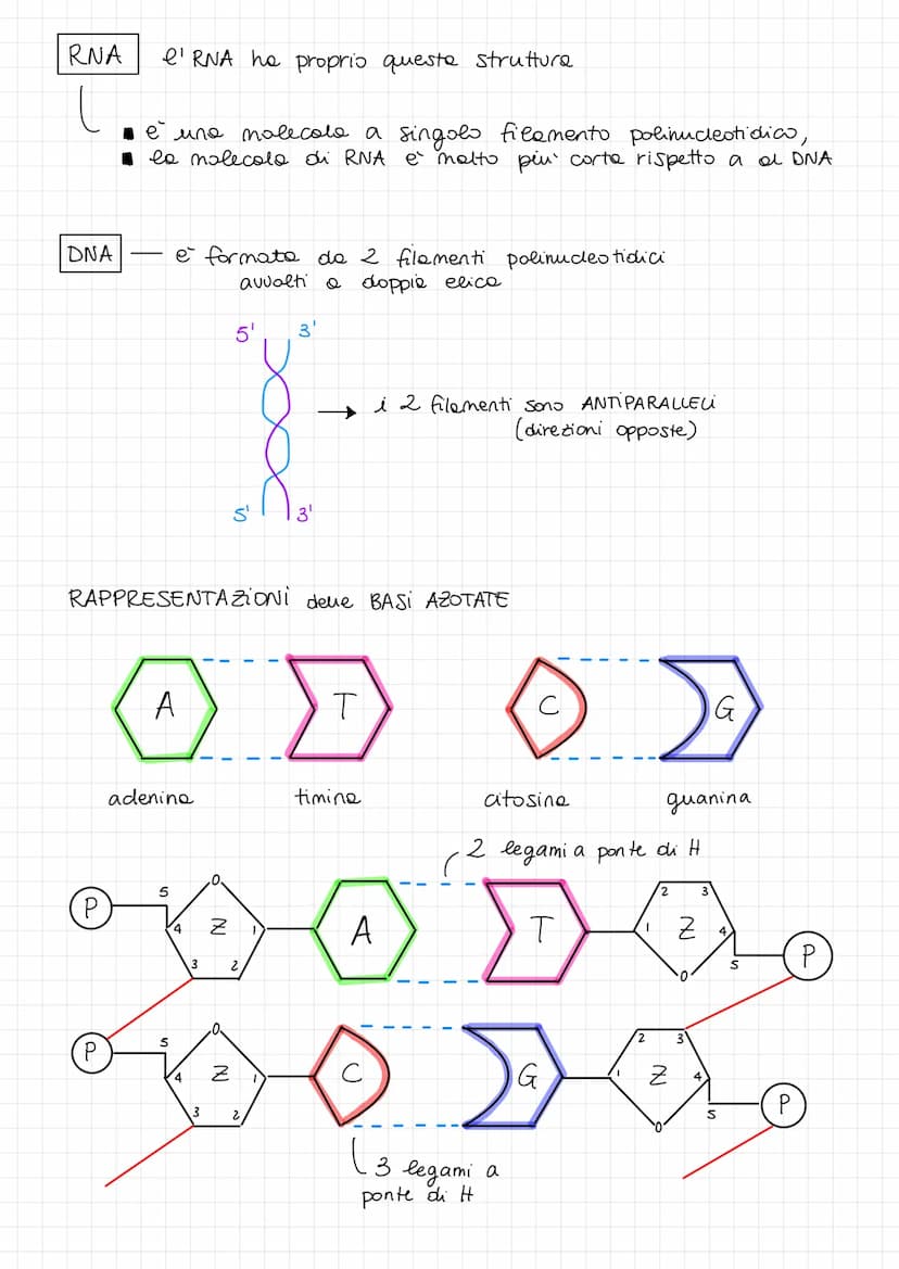 4
ACIDI NUCLEIC
DNA
-0-
Gli acidi nucleici sono dei PoliMERI
FUNZIONI:
DNA
RNA
RNA
(
formati da
P (fos foro)
N (azoto)
H
elementi PONCH
⇓
el