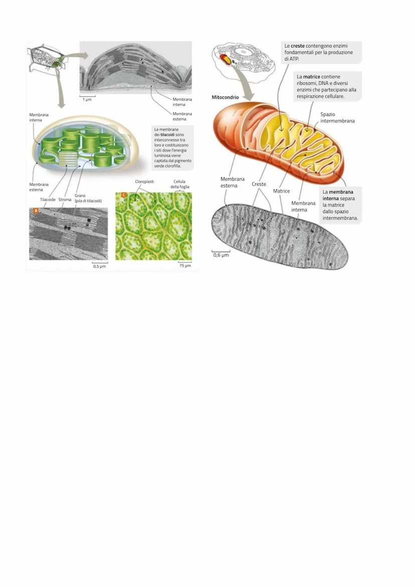 MITOCONDRI E CLOROPLASTI
PREMESSA: REAZIONE ENDOERGONICA ED ESOERGONICA
Una reazione endoergonica è una reazione che ha bisogno di energia p