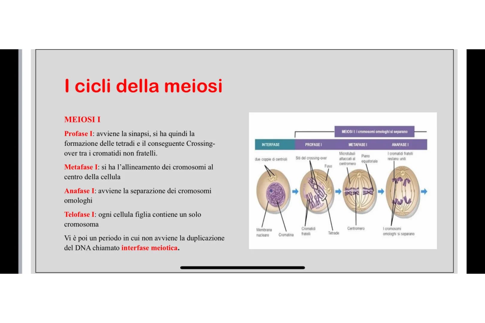 Che cos'è LA MEIOSI
La meiosi è un processo di divisione cellulare mediante il quale una cellula eucariote con
corredo cromosomico diploide 
