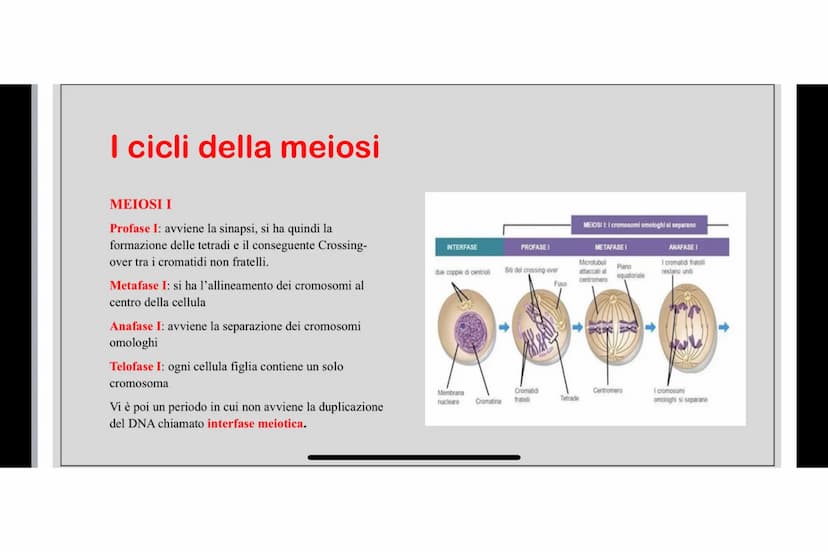 Che cos'è LA MEIOSI
La meiosi è un processo di divisione cellulare mediante il quale una cellula eucariote con
corredo cromosomico diploide 