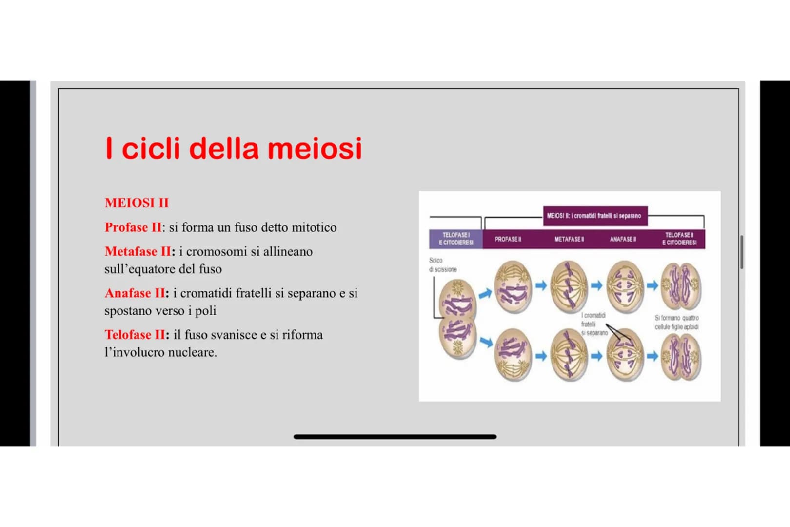 Che cos'è LA MEIOSI
La meiosi è un processo di divisione cellulare mediante il quale una cellula eucariote con
corredo cromosomico diploide 