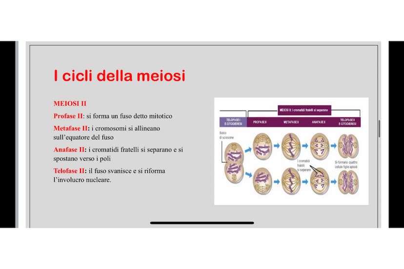 Che cos'è LA MEIOSI
La meiosi è un processo di divisione cellulare mediante il quale una cellula eucariote con
corredo cromosomico diploide 