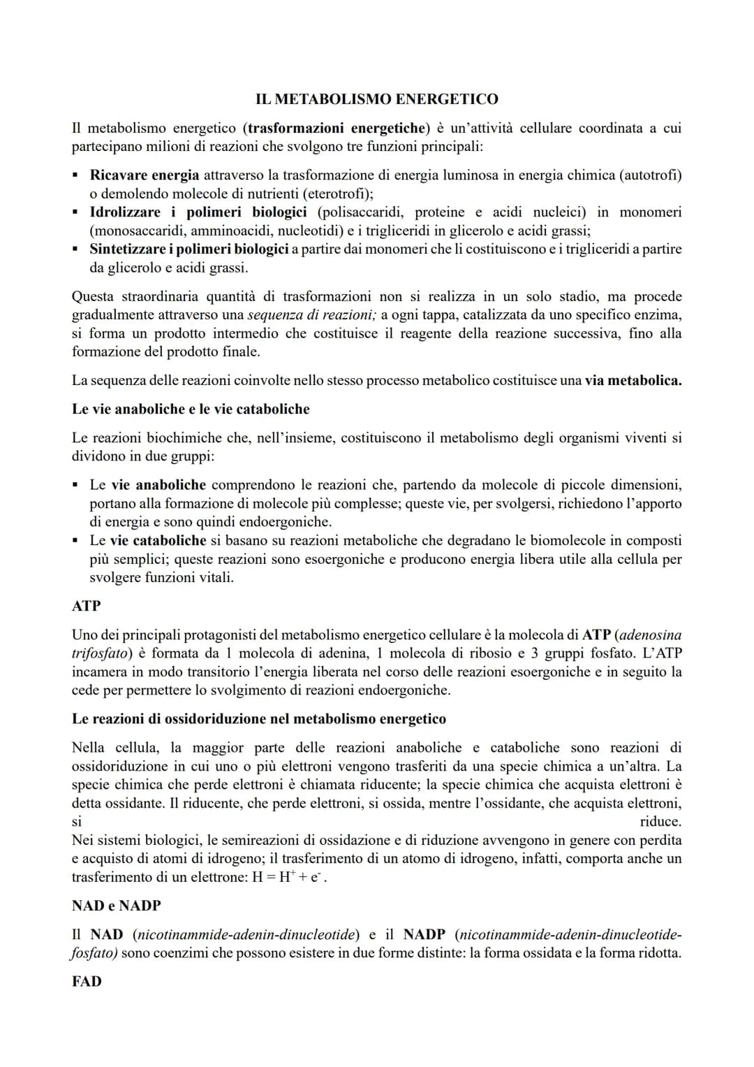 Metabolismo energetico