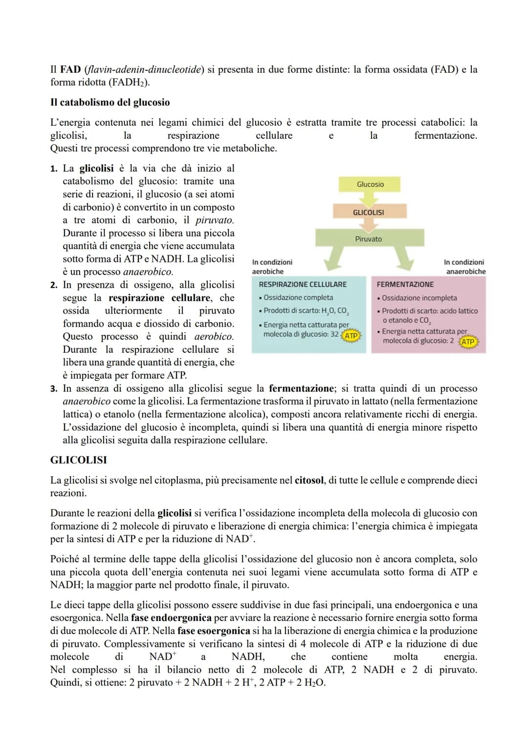 IL METABOLISMO ENERGETICO
Il metabolismo energetico (trasformazioni energetiche) è un'attività cellulare coordinata a cui
partecipano milion