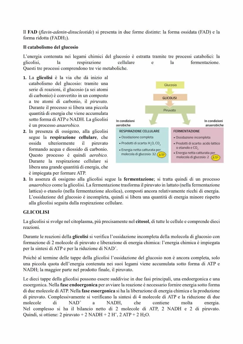 IL METABOLISMO ENERGETICO
Il metabolismo energetico (trasformazioni energetiche) è un'attività cellulare coordinata a cui
partecipano milion