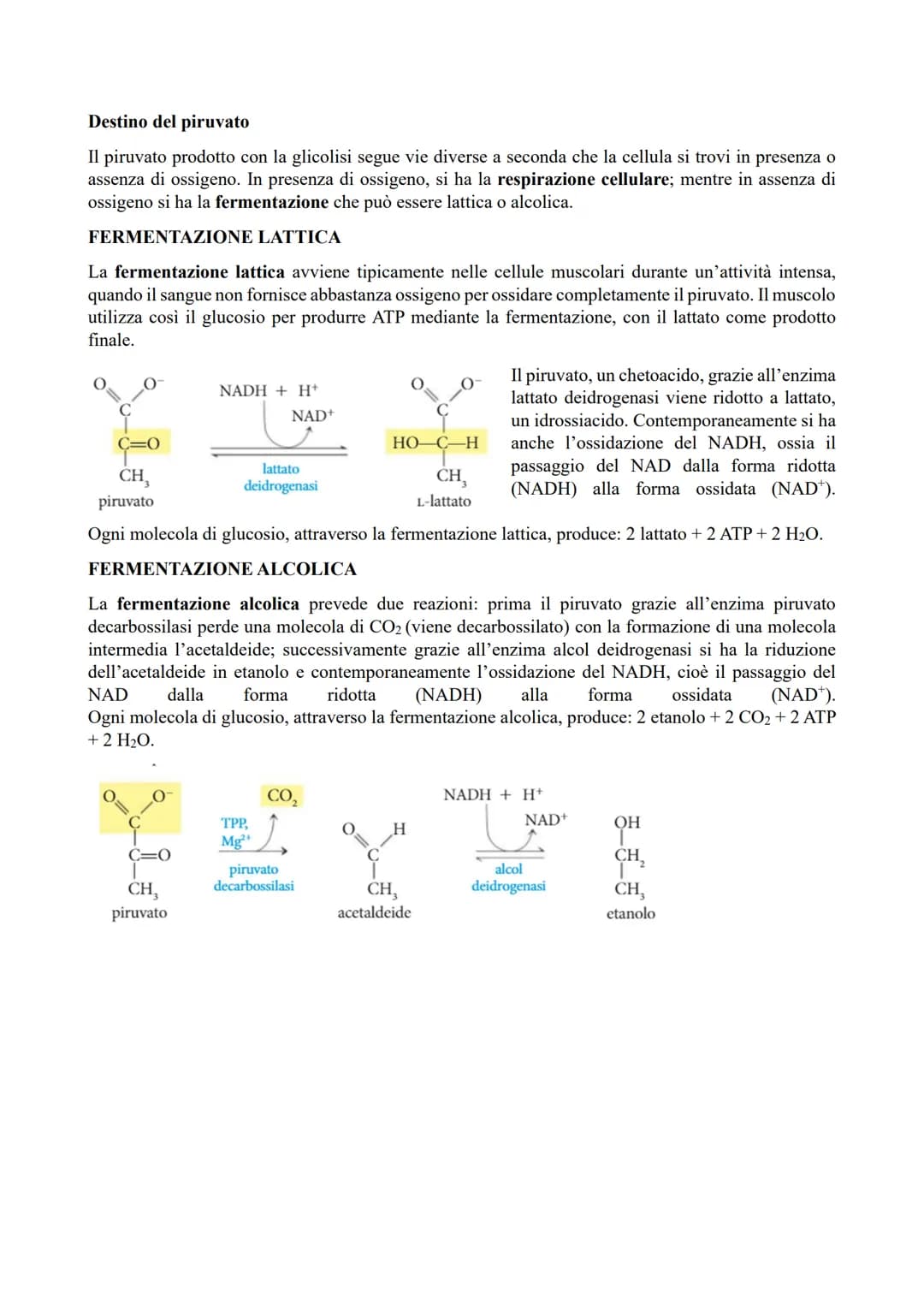 IL METABOLISMO ENERGETICO
Il metabolismo energetico (trasformazioni energetiche) è un'attività cellulare coordinata a cui
partecipano milion