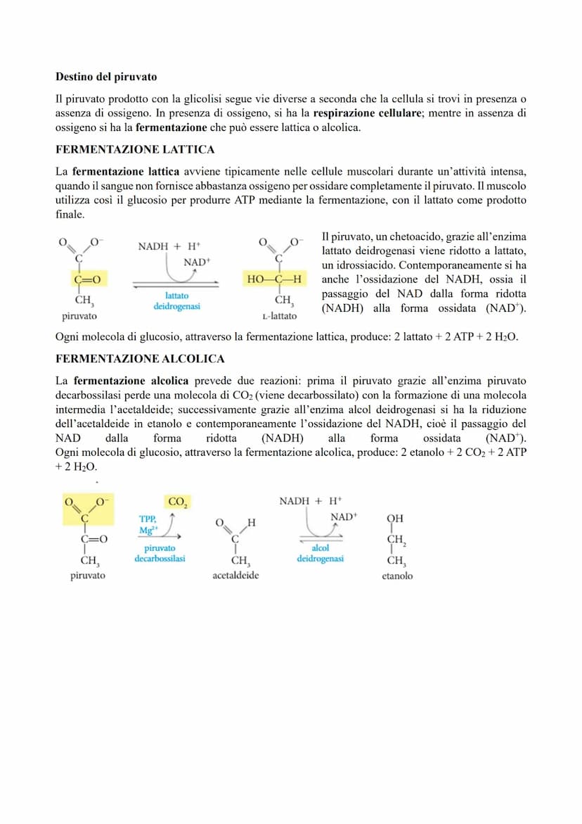 IL METABOLISMO ENERGETICO
Il metabolismo energetico (trasformazioni energetiche) è un'attività cellulare coordinata a cui
partecipano milion