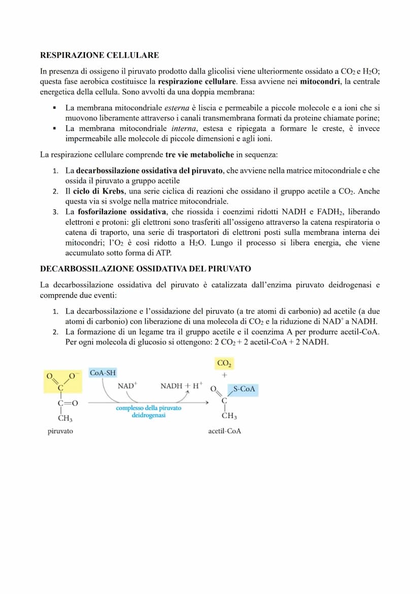 IL METABOLISMO ENERGETICO
Il metabolismo energetico (trasformazioni energetiche) è un'attività cellulare coordinata a cui
partecipano milion