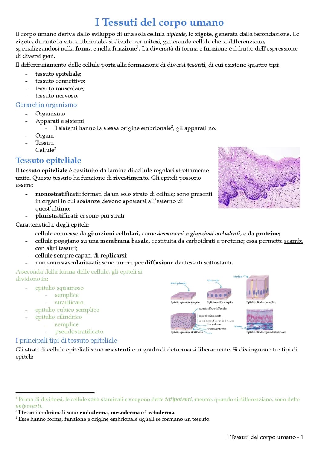 Tessuti del corpo umano