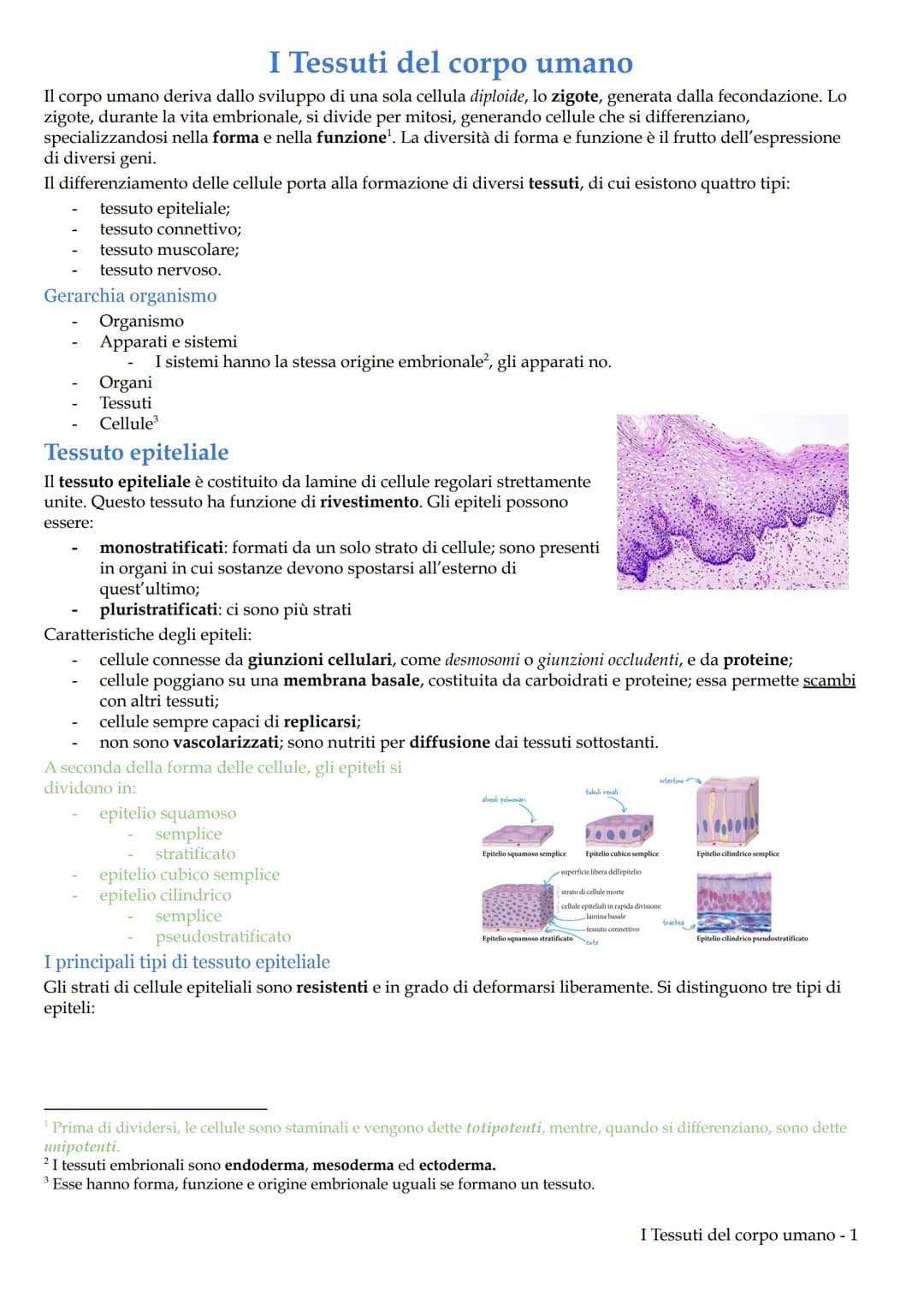 I Tessuti del corpo umano
Il corpo umano deriva dallo sviluppo di una sola cellula diploide, lo zigote, generata dalla fecondazione. Lo
zigo