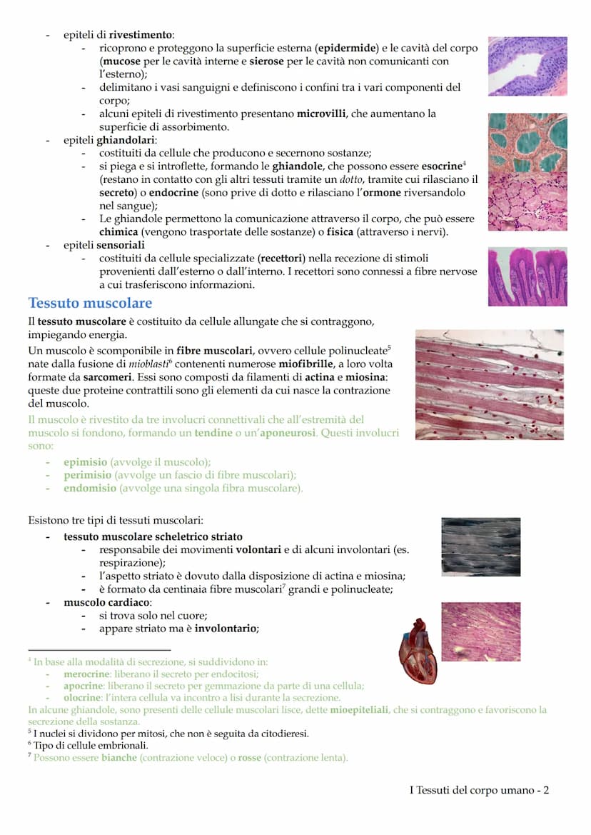 I Tessuti del corpo umano
Il corpo umano deriva dallo sviluppo di una sola cellula diploide, lo zigote, generata dalla fecondazione. Lo
zigo