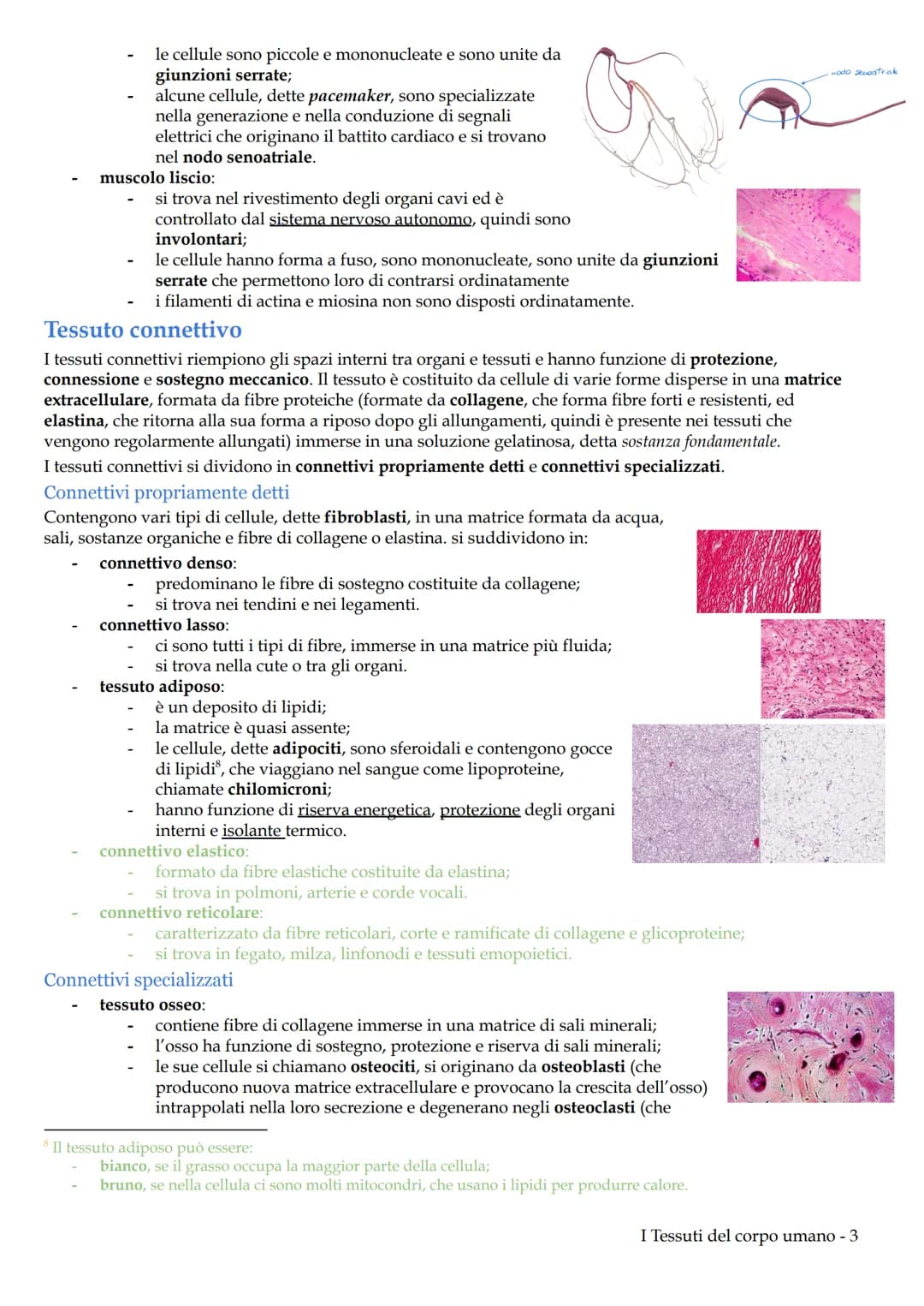 I Tessuti del corpo umano
Il corpo umano deriva dallo sviluppo di una sola cellula diploide, lo zigote, generata dalla fecondazione. Lo
zigo