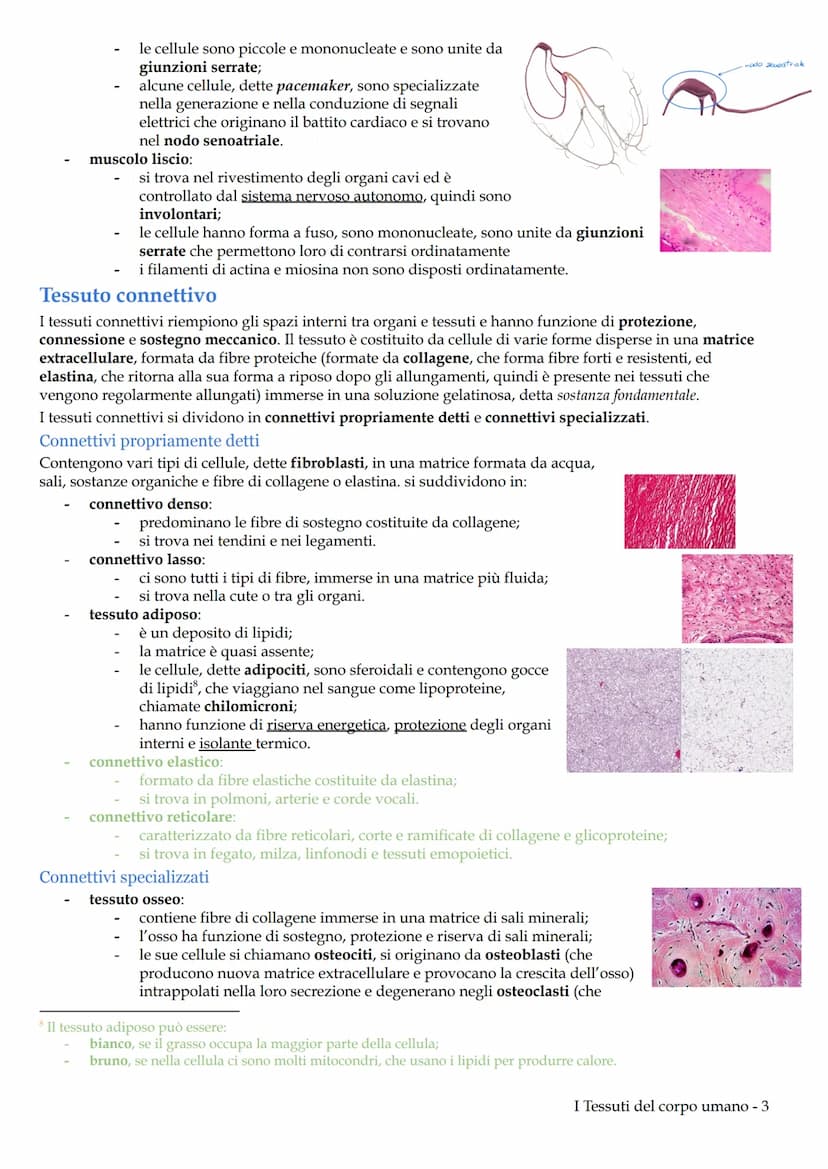 I Tessuti del corpo umano
Il corpo umano deriva dallo sviluppo di una sola cellula diploide, lo zigote, generata dalla fecondazione. Lo
zigo