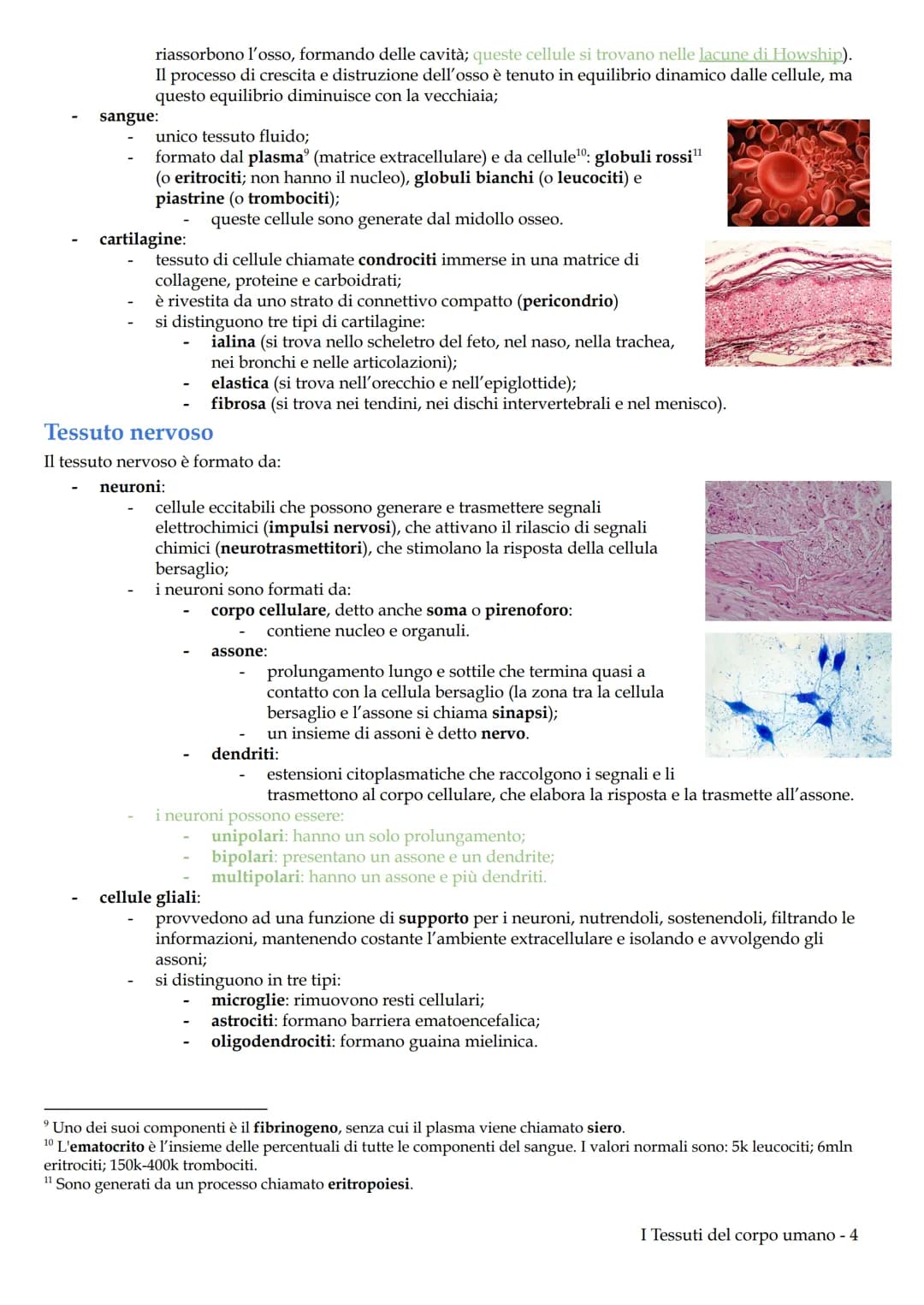 I Tessuti del corpo umano
Il corpo umano deriva dallo sviluppo di una sola cellula diploide, lo zigote, generata dalla fecondazione. Lo
zigo