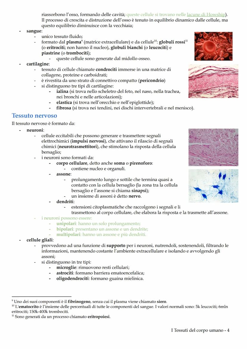 I Tessuti del corpo umano
Il corpo umano deriva dallo sviluppo di una sola cellula diploide, lo zigote, generata dalla fecondazione. Lo
zigo