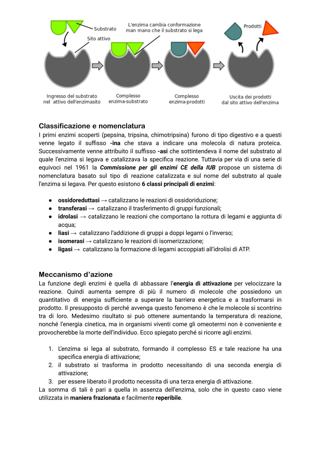 # Gli enzimi

Gli enzimi rappresentano la classe di proteine più numerose e vengono definiti catalizzatori
biologici poiché la loro funzione