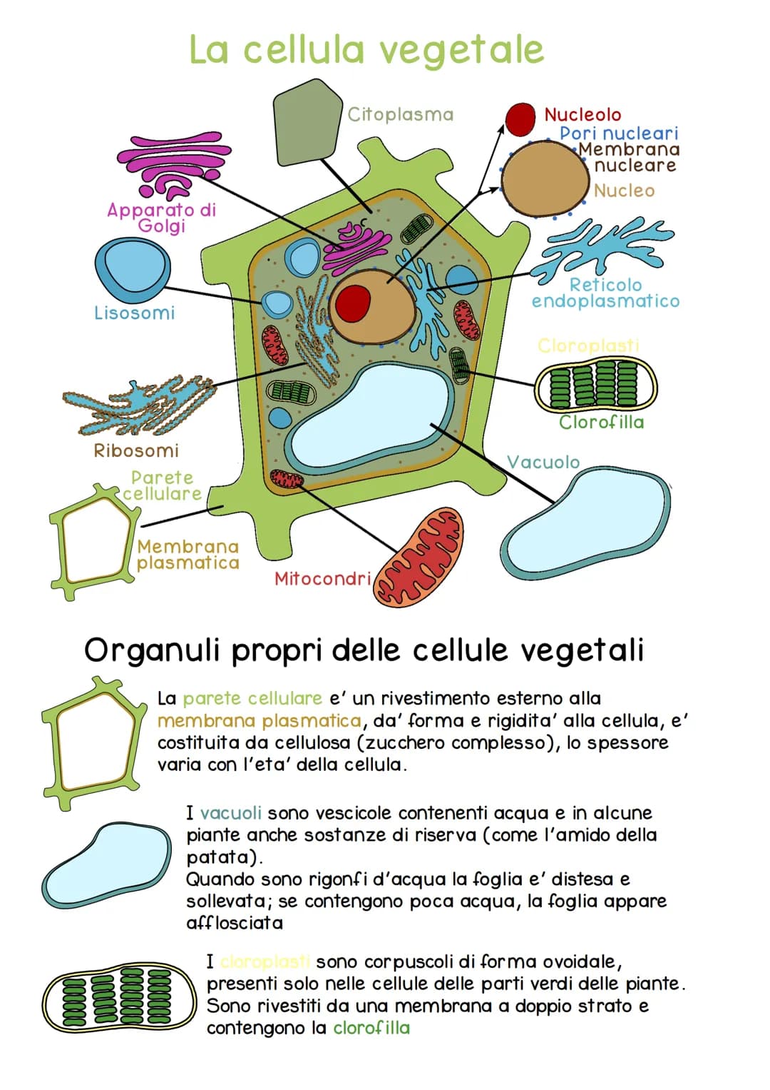 Impara le Differenze tra Cellule: Eucariote e Procariote, Schema e Riassunto in PDF