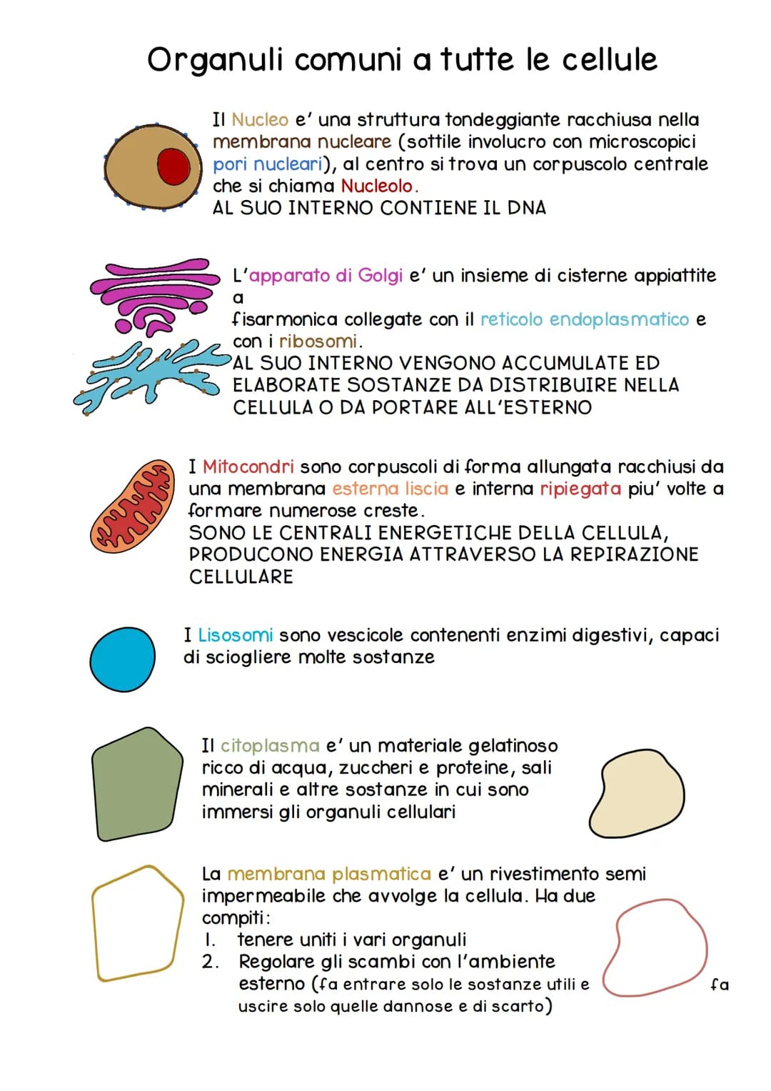 Impara le Differenze tra Cellule: Eucariote e Procariote, Schema e Riassunto in PDF