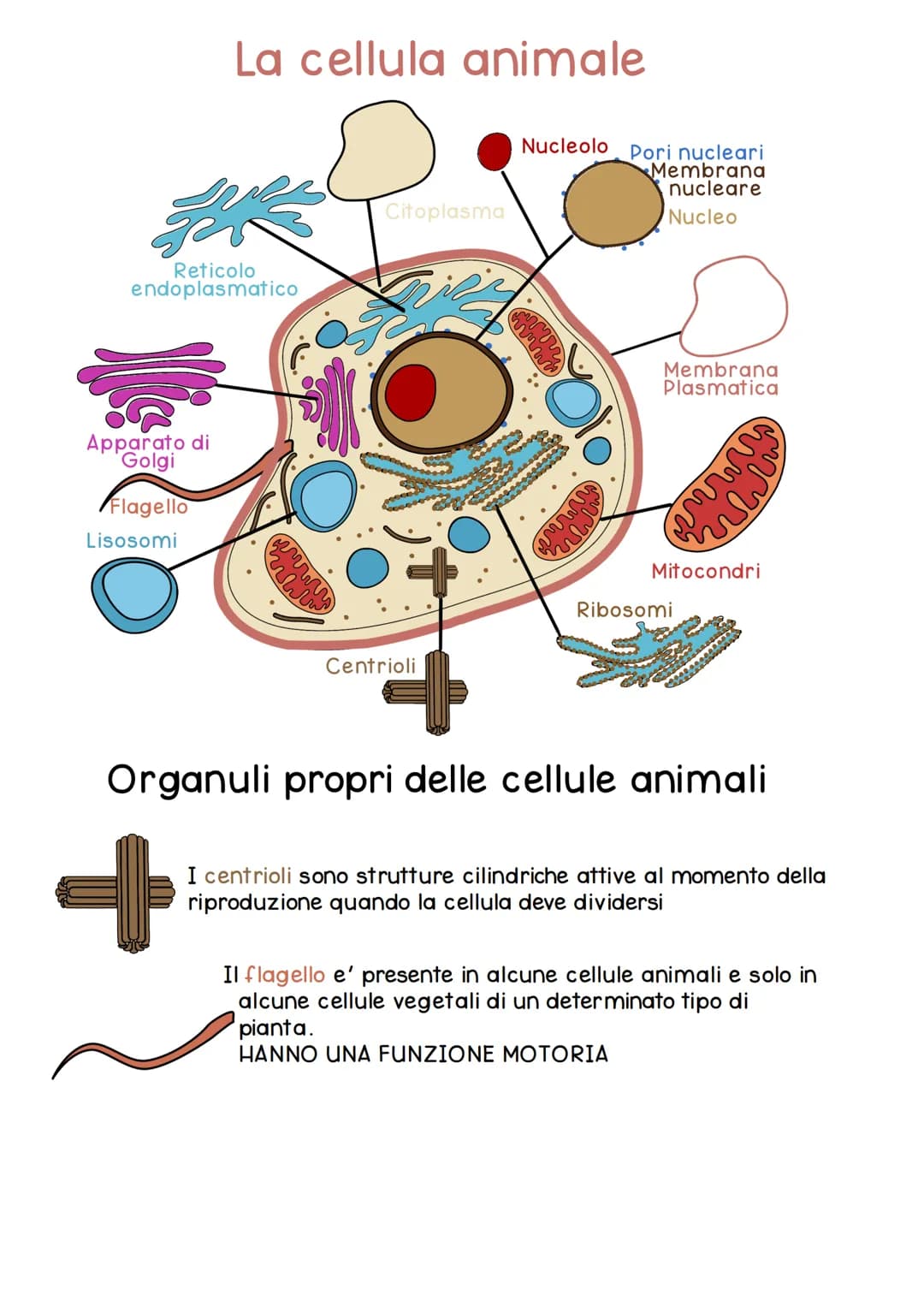 Impara le Differenze tra Cellule: Eucariote e Procariote, Schema e Riassunto in PDF