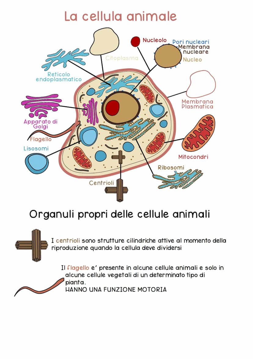 CELLULA
La cellula e' la piu' piccola unita' dei viventi, svolge in modo autonomo le funzioni vitali
di un organismo.
Nasce da un'altra cell