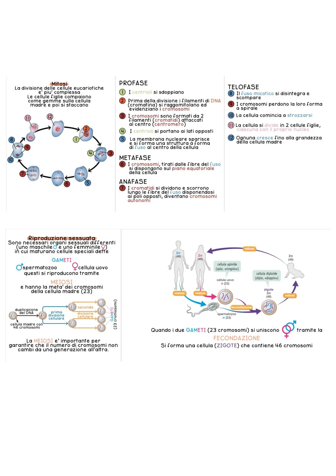 Impara le Differenze tra Cellule: Eucariote e Procariote, Schema e Riassunto in PDF
