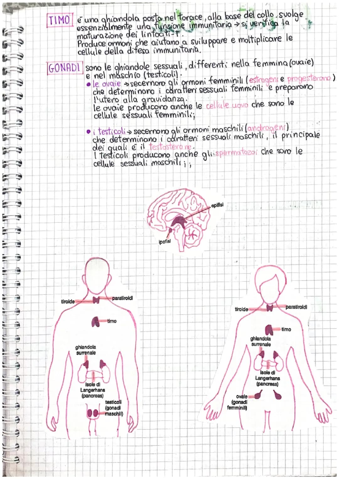 How Hormones Help Your Body: Pituitary Gland and Thyroid Fun!