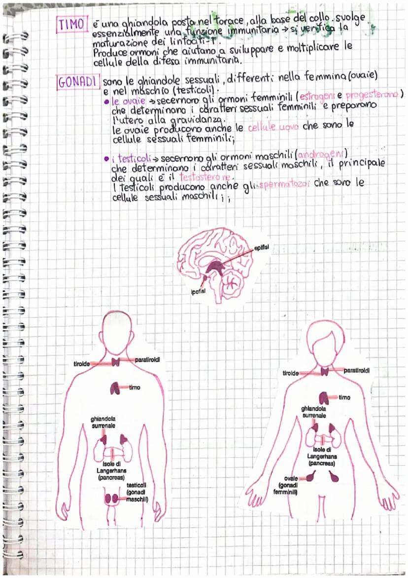 Sistema endocrino
→il sistema endocrino e costituito da ghiandole endocrine che producono
gli ormoni e da orgari che comunicano tra loro att